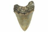 Serrated, Fossil Megalodon Tooth - Huge NC Meg #274775-2